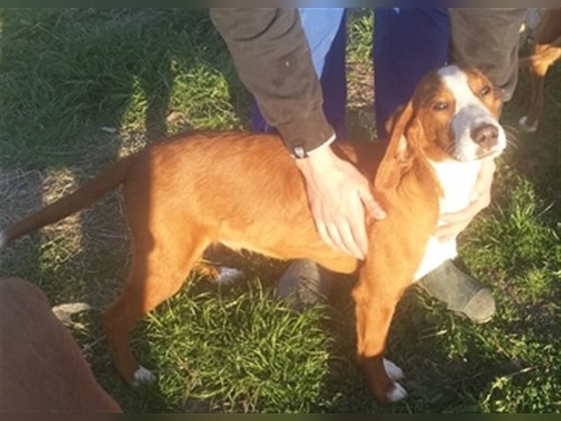 NANDO, der ideale Familienhund