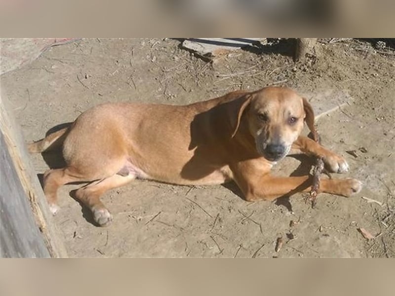 IV, absolutes Powerpaket. Sucht sportliche und aktive Menschen