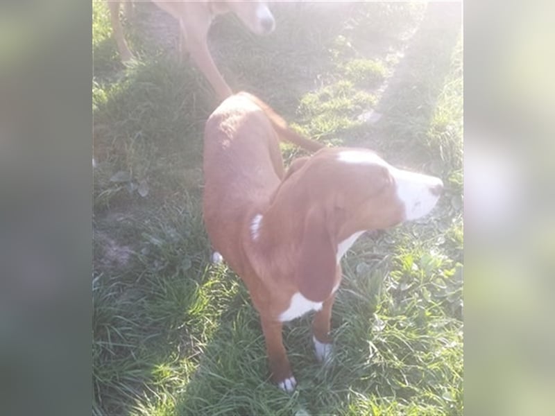 NANDO, der ideale Familienhund