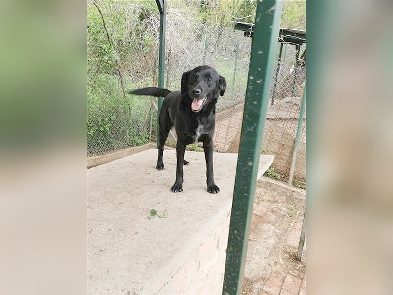 AMBRA, bildhübsche Maus. Der ideale Familienhund