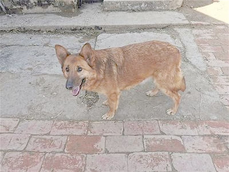 HANA,  eine Seelenhündin