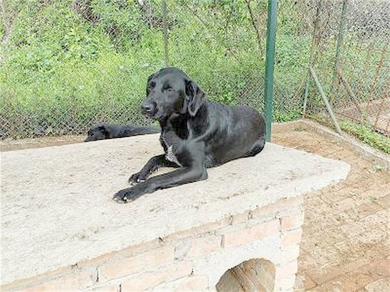 AMBRA, bildhübsche Maus. Der ideale Familienhund
