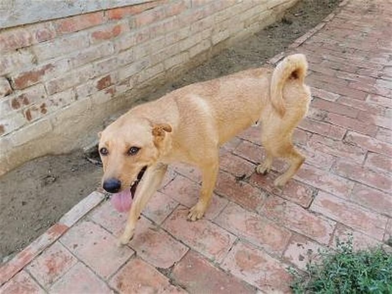 WANDA, eine TRAUMMAUS