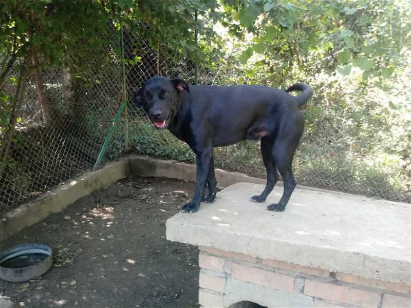 JACK, der ideale Familienhund