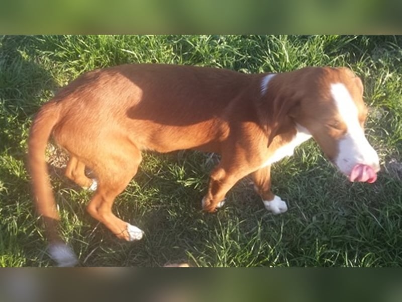 NANDO, der ideale Familienhund