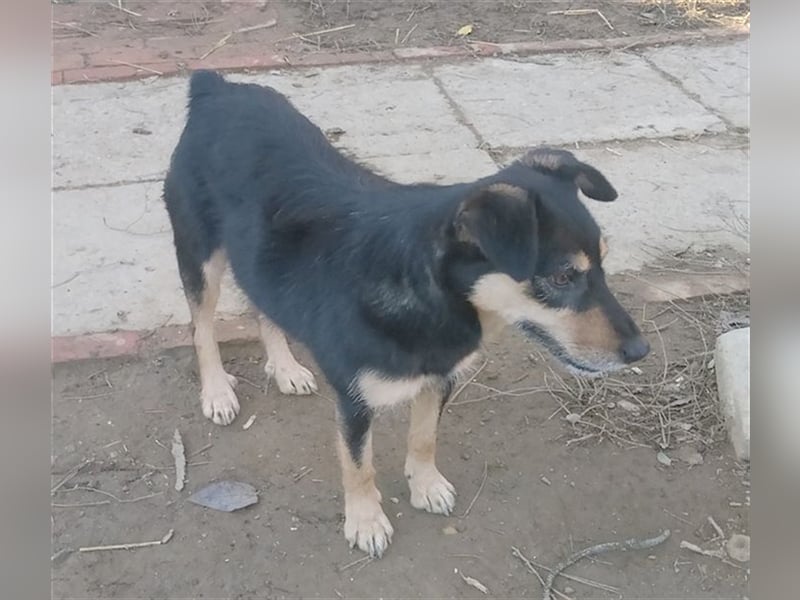 TRIXI, eine Zaubermaus mit kleinem Handicap