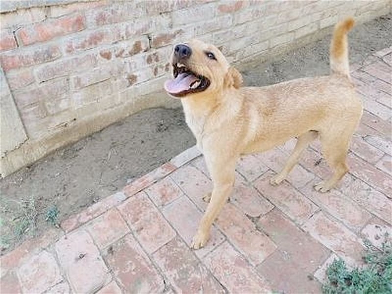 WANDA, eine TRAUMMAUS