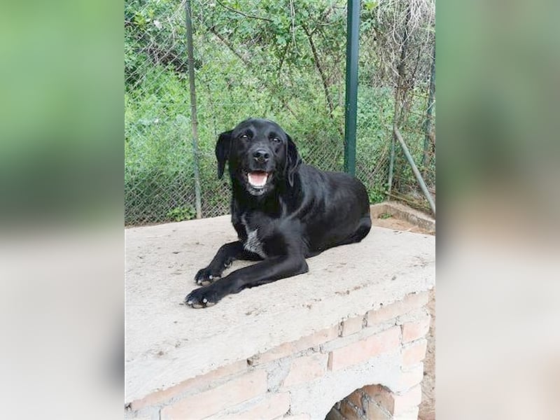 AMBRA, bildhübsche Maus. Der ideale Familienhund