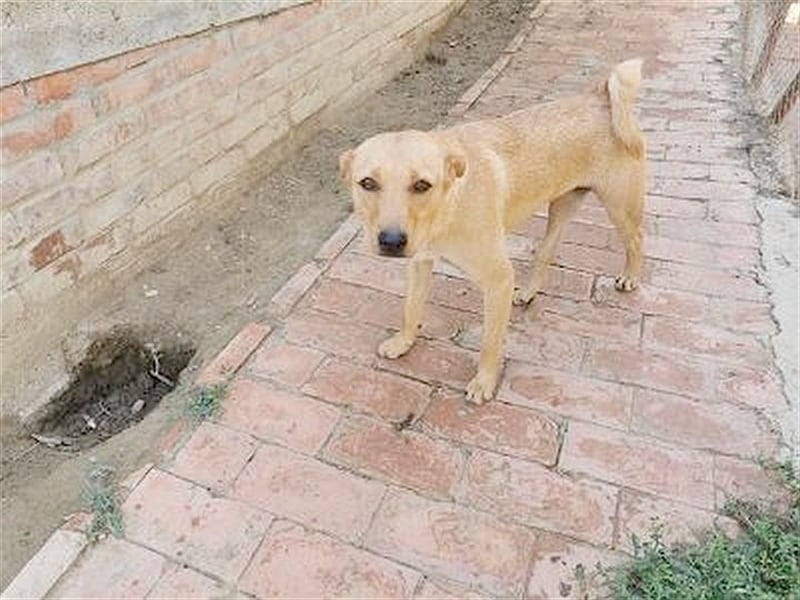 WANDA, eine TRAUMMAUS