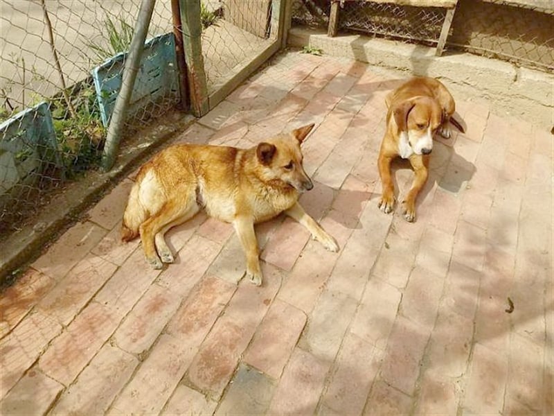 HANA,  eine Seelenhündin