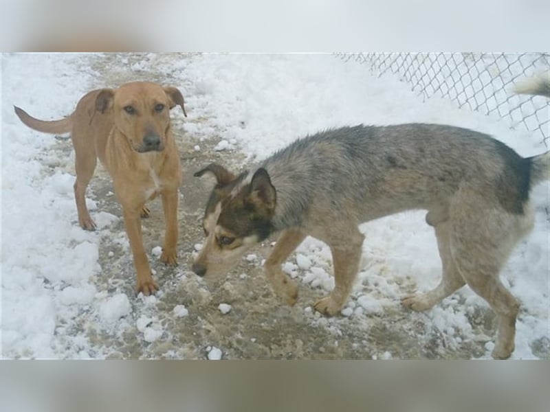 ANA, bildhübsche Maus