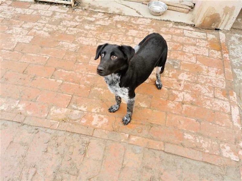 ZIVKO, wunderschöner Bub. Der ideale Familienhund