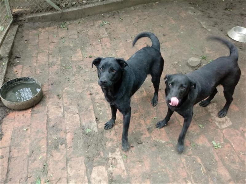 JACK, der ideale Familienhund