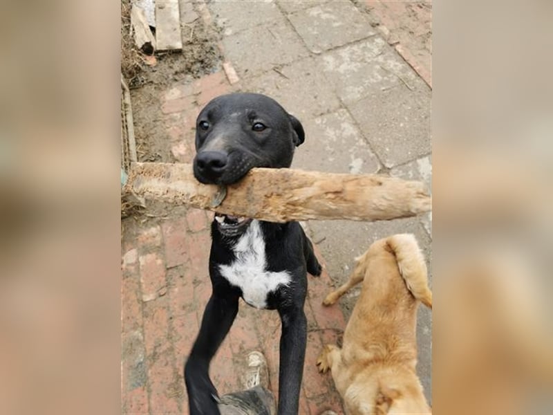 MARLEY, sucht sportliche, aktive Menschen