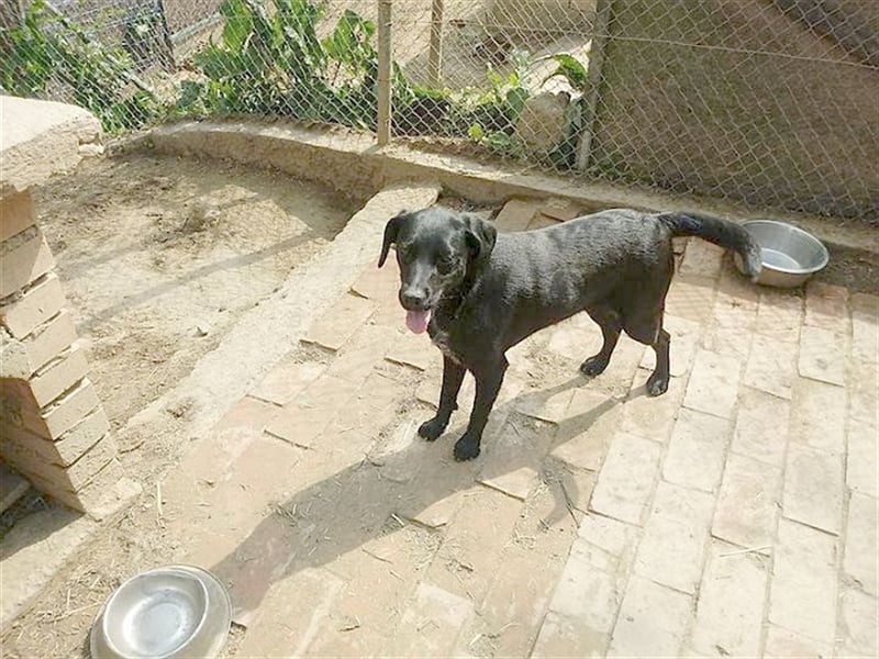 AMBRA, bildhübsche Maus. Der ideale Familienhund