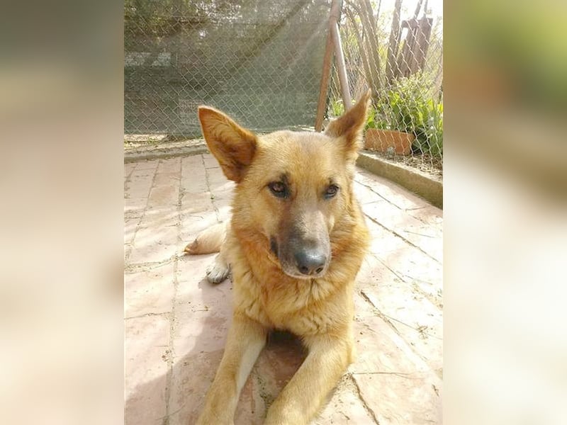 HANA,  eine Seelenhündin