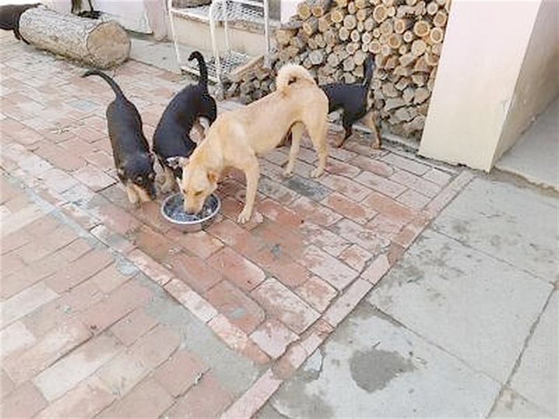 WANDA, eine TRAUMMAUS