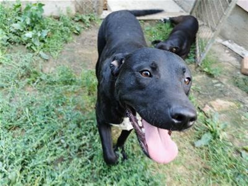 MARLEY, sucht sportliche, aktive Menschen