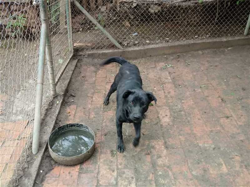 JACK, der ideale Familienhund