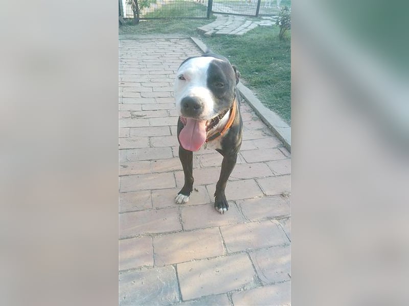 NINA, darf nicht nach Deutschland da Listenmix