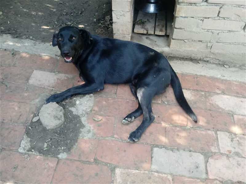 JACK, der ideale Familienhund