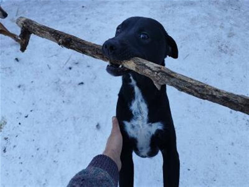 MARLEY, sucht sportliche, aktive Menschen