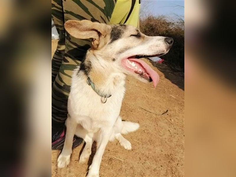 DACA, ein TRAUMBUB. Mag auch Katzen