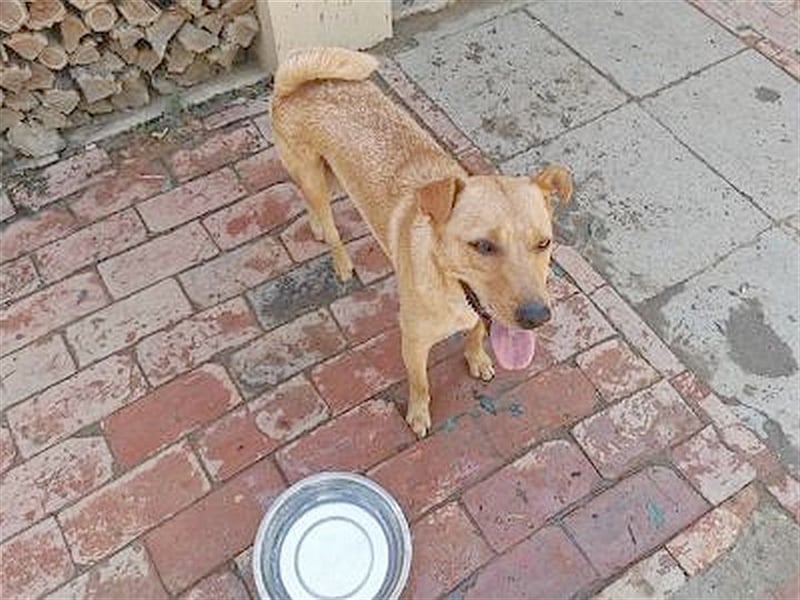 WANDA, eine TRAUMMAUS