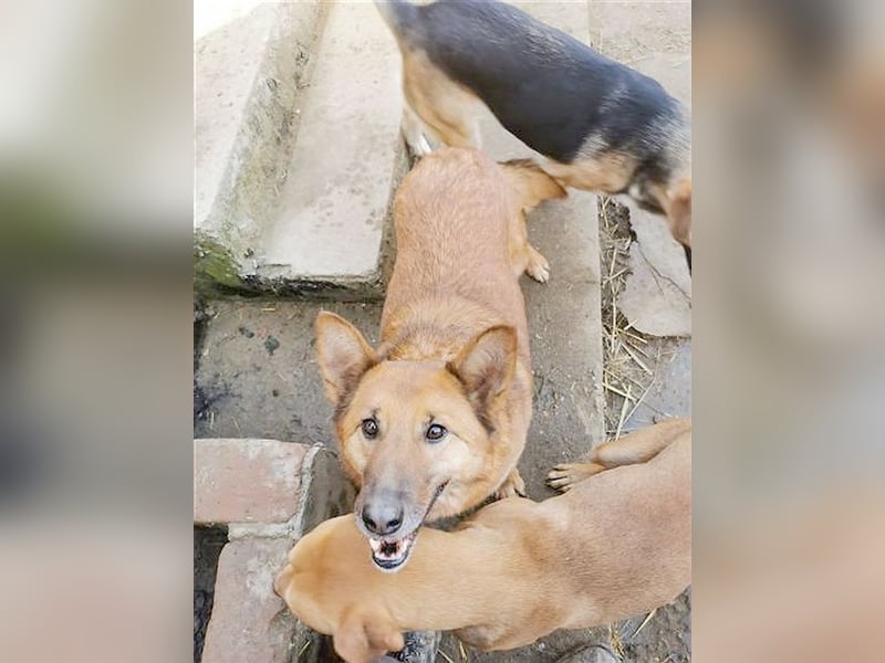 HANA,  eine Seelenhündin