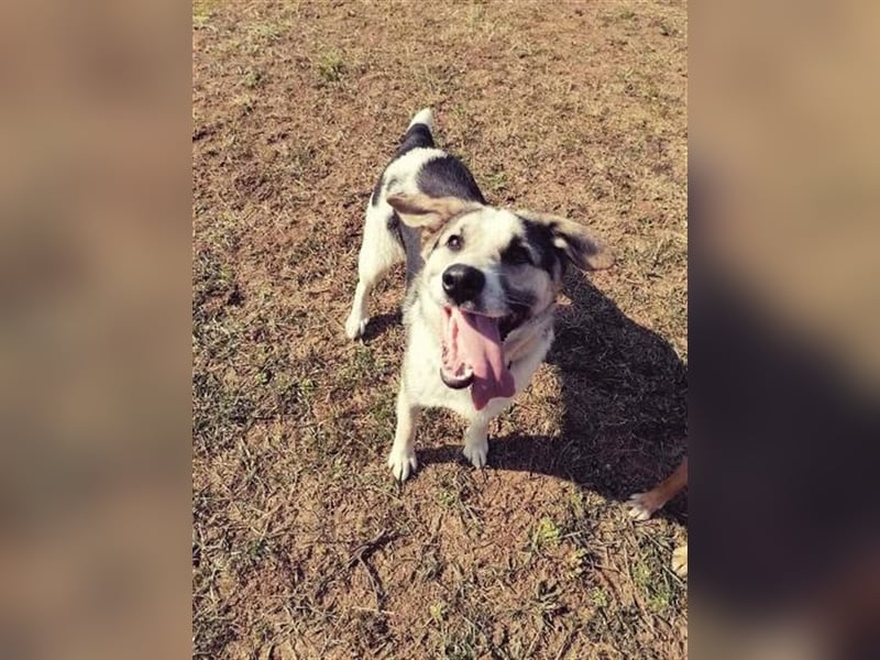 DACA, ein TRAUMBUB. Mag auch Katzen