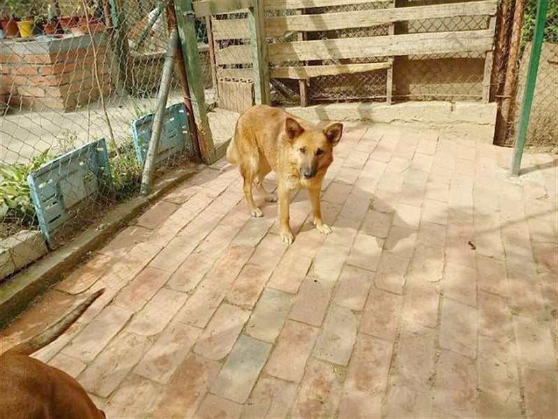 HANA,  eine Seelenhündin