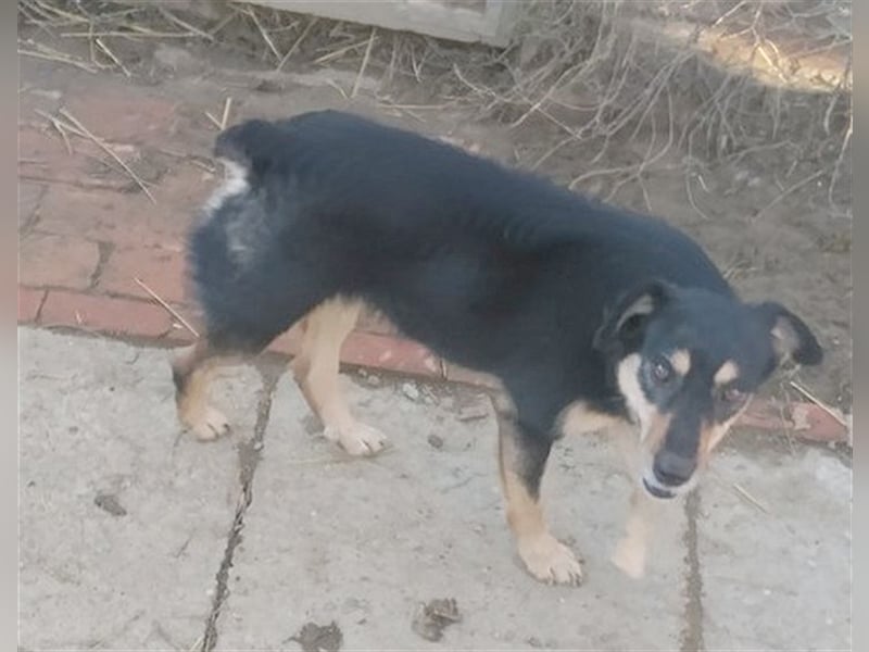 TRIXI, eine Zaubermaus mit kleinem Handicap