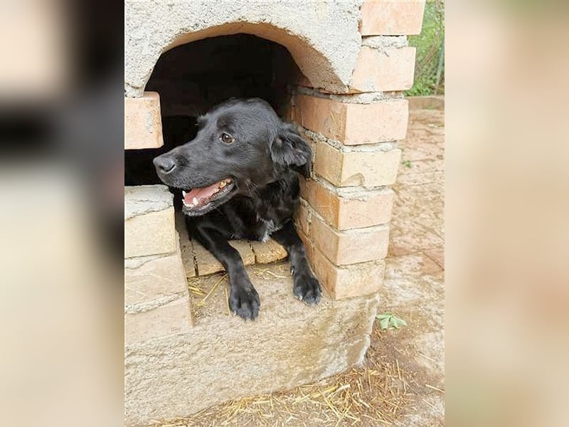 AMBRA, bildhübsche Maus. Der ideale Familienhund