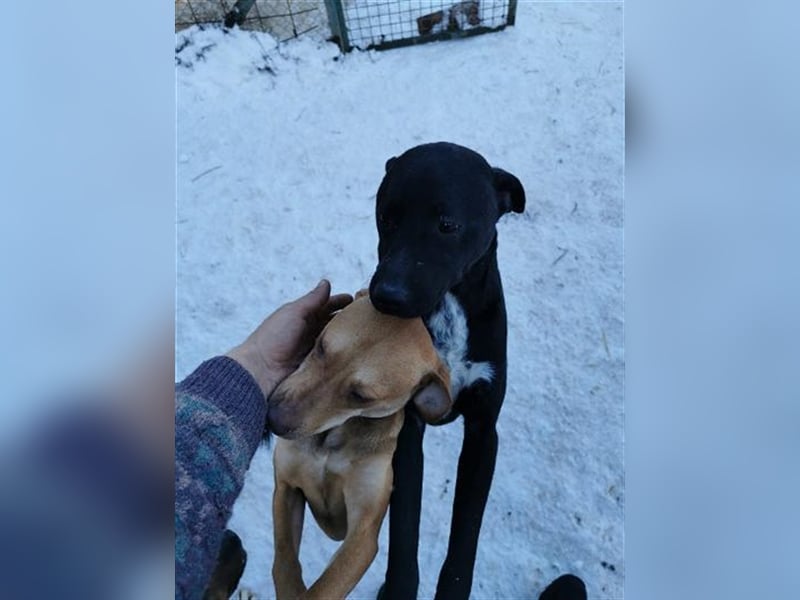 MARLEY, sucht sportliche, aktive Menschen