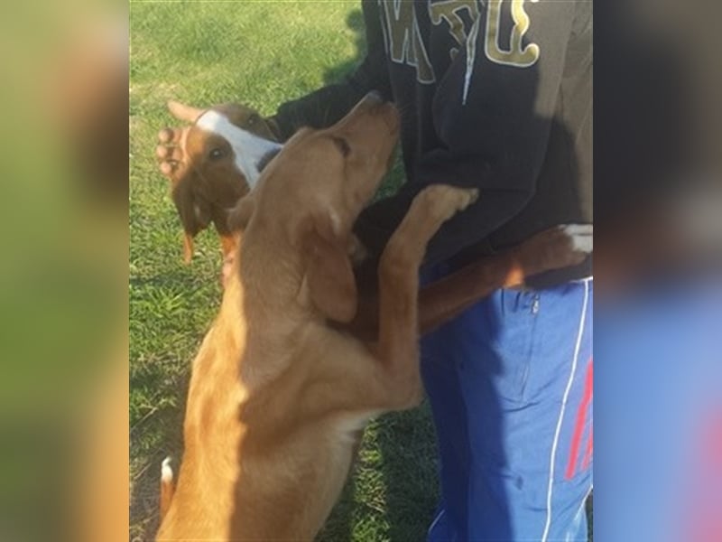 NANDO, der ideale Familienhund