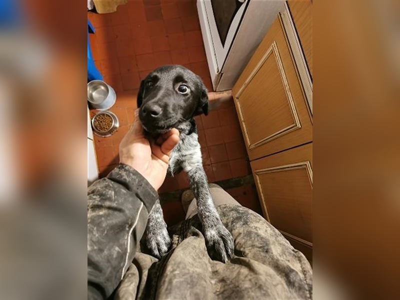 ZIVKO, wunderschöner Bub. Der ideale Familienhund