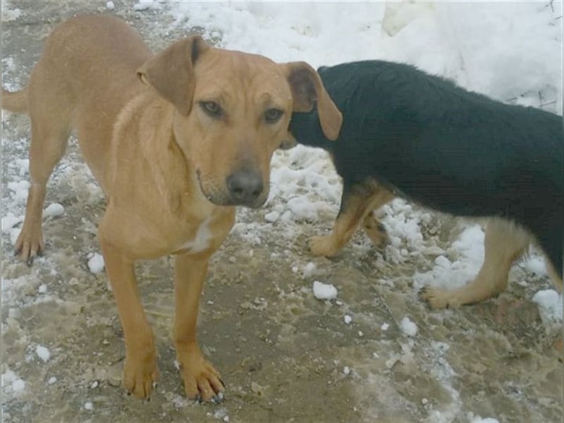 ANA, bildhübsche Maus