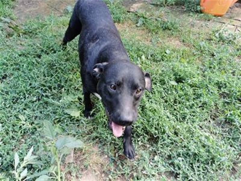 MARLEY, sucht sportliche, aktive Menschen