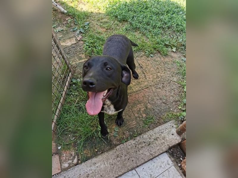 MARLEY, sucht sportliche, aktive Menschen