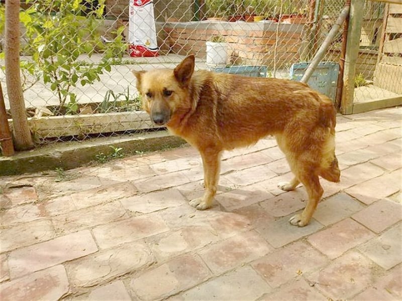 HANA,  eine Seelenhündin