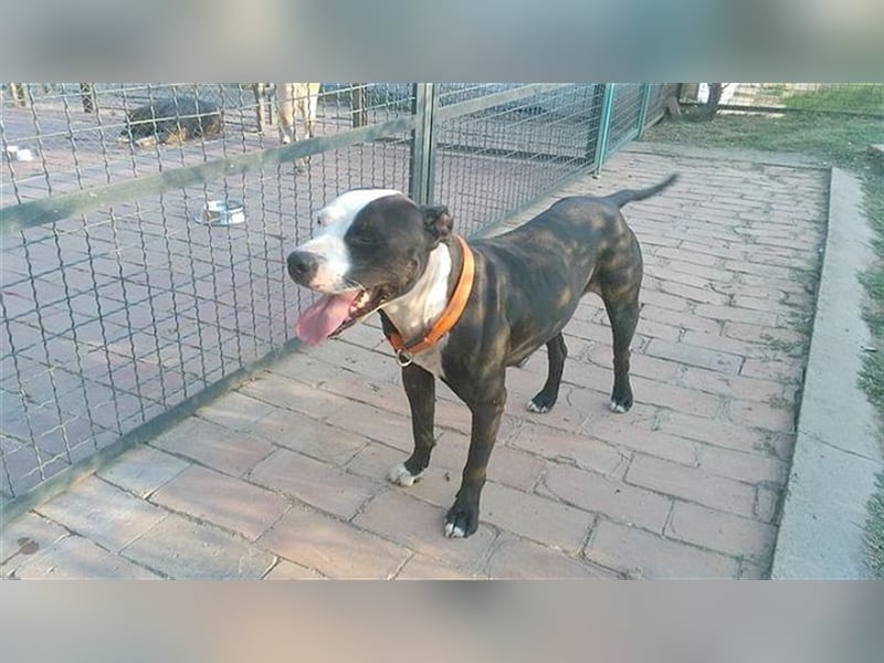 NINA, darf nicht nach Deutschland da Listenmix