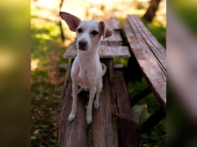 Treue Birna sucht ihre Menschen!