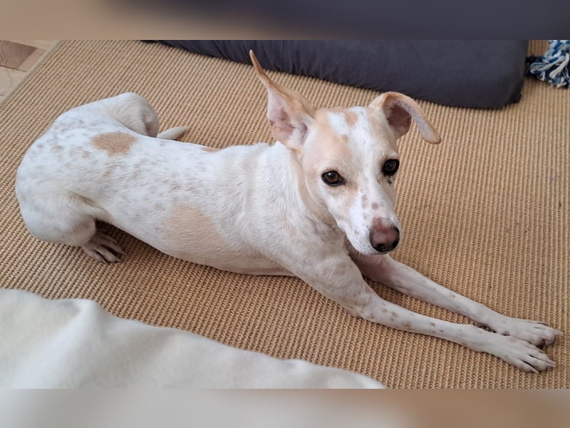 Treue Birna sucht ihre Menschen!