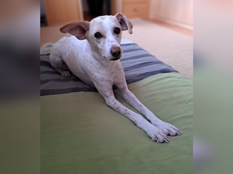 Treue Birna sucht ihre Menschen!