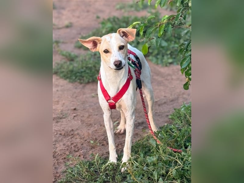 Treue Birna sucht ihre Menschen!