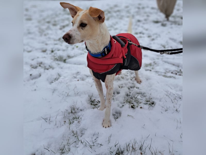 Treue Birna sucht ihre Menschen!