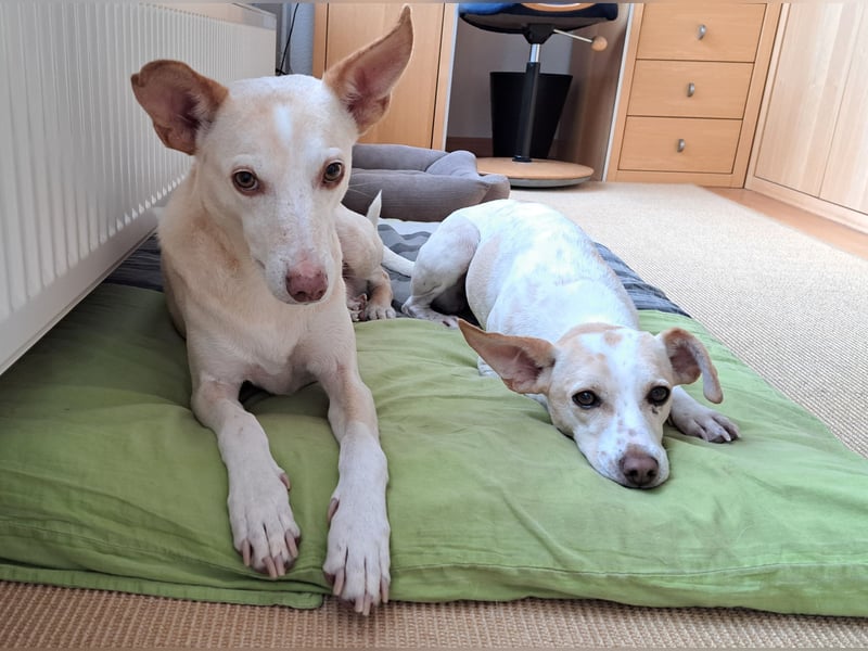 Treue Birna sucht ihre Menschen!