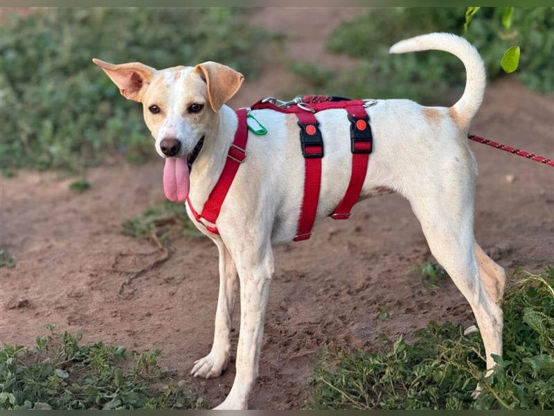 Treue Birna sucht ihre Menschen!