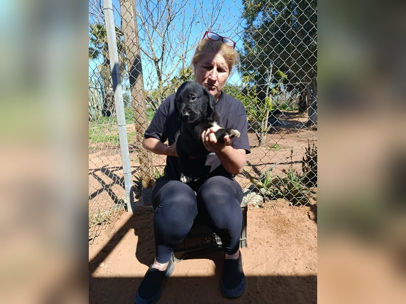 Moon ist ein fröhlicher Welpenbube