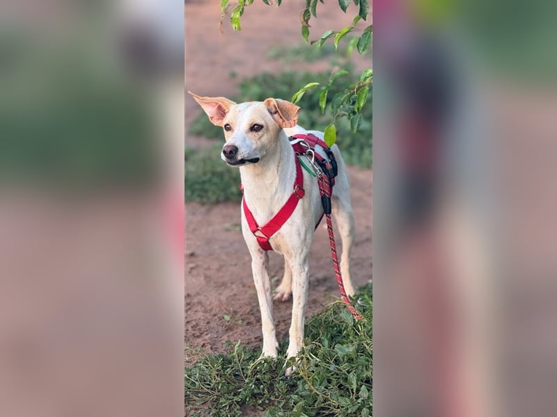 Treue Birna sucht ihre Menschen!